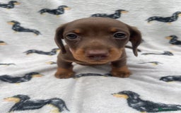 Miniature Dachshund dogs for sale: KC Reg Pedigree Mini Smooth Haired Dachshunds - Image 34