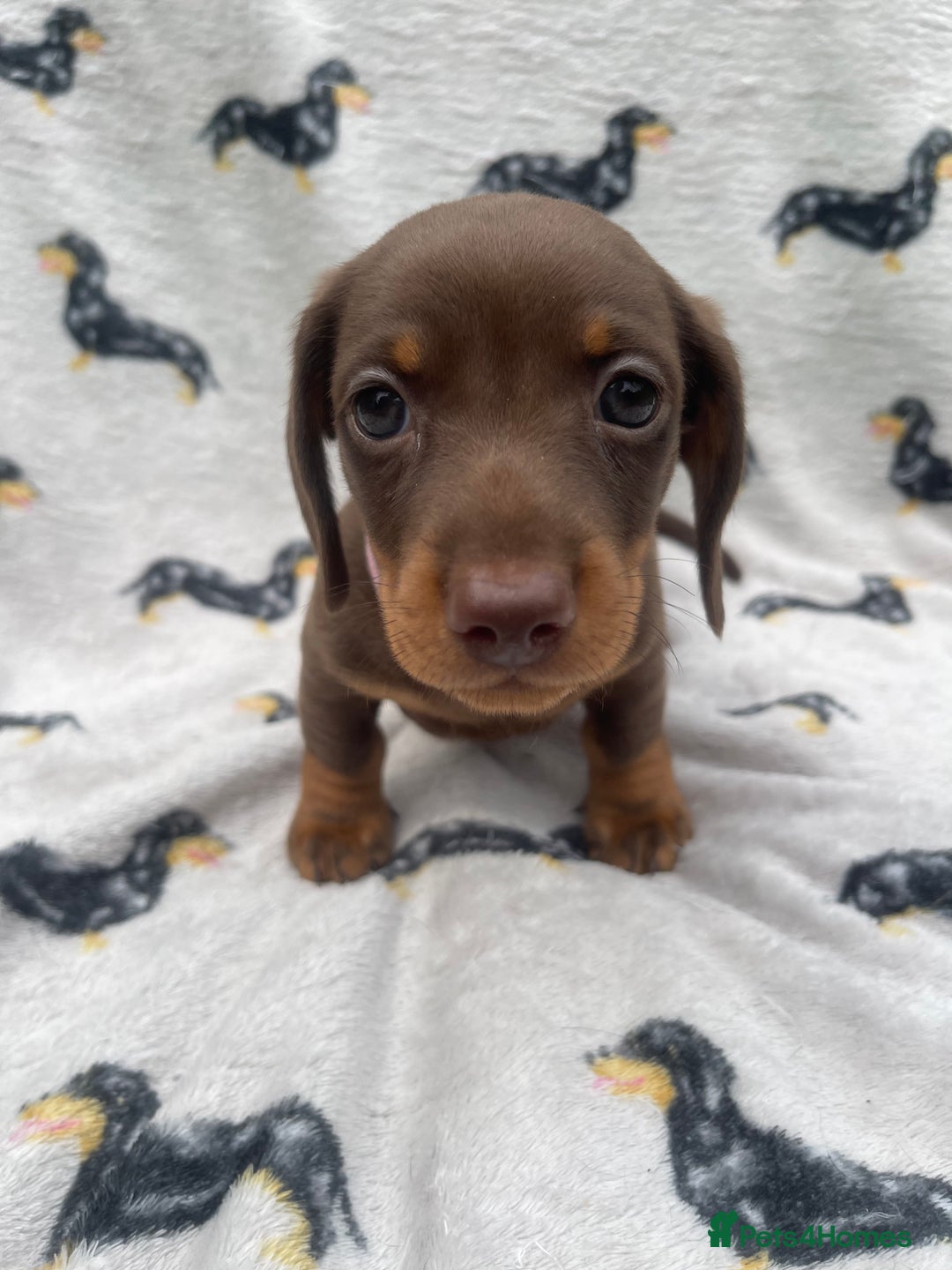 Miniature Dachshund dogs for sale: KC Reg Pedigree Mini Smooth Haired Dachshunds - Image 34