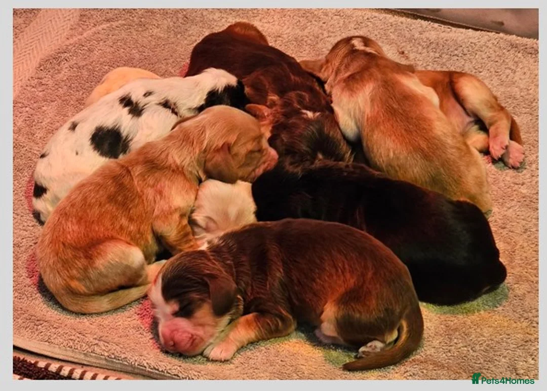 Cocker Spaniel dogs for sale: Gorgeous KC Show Cocker Spaniels, 4 boys & 1 girl in Inverurie - Advert 2