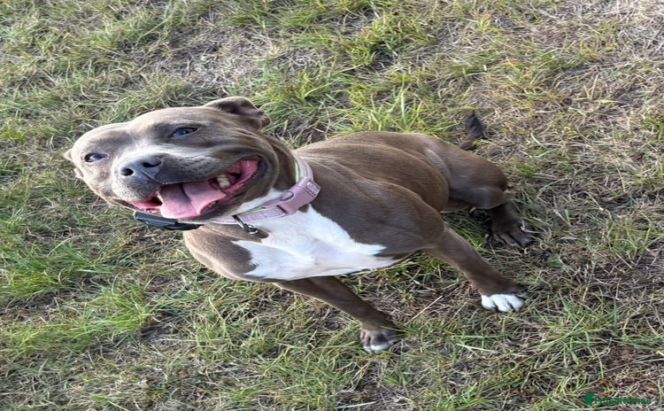 Staffordshire Bull Terrier dogs Quality Blue Health Tested  - Advert 1