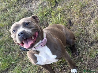 Staffordshire Bull Terrier dogs Quality Blue Health Tested - Advert 6