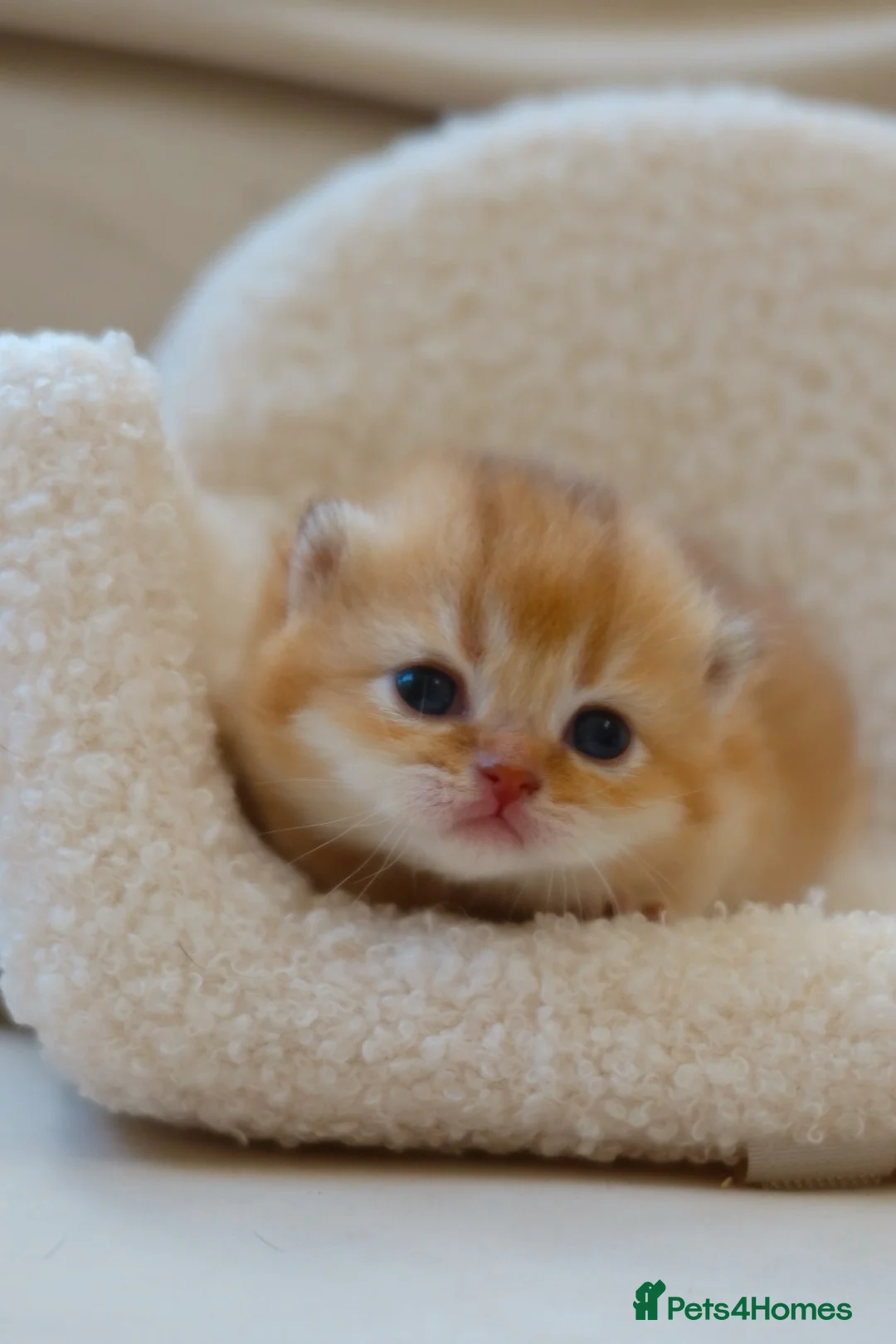 British Shorthair cats for sale: Golden British Shorthair Kittens - Reg & Licensed - Advert 13