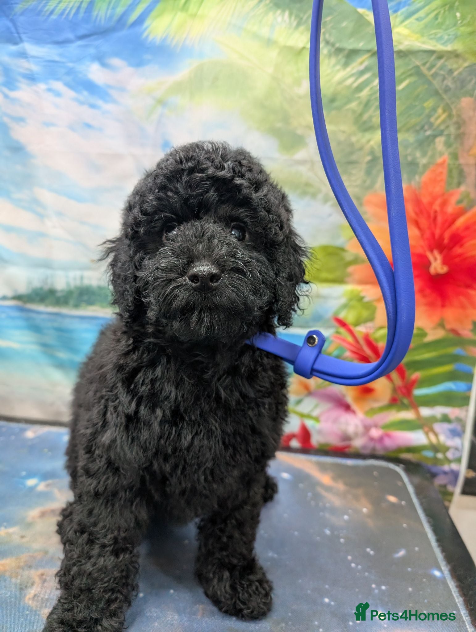 Cockapoo dogs Small cockerpoo  - Advert 17