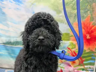 Cockapoo dogs Small cockerpoo - Advert 17