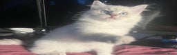 Ragdoll cats for sale: 5 Gorgeous TICA Ragdolls for Sale - Advert 3