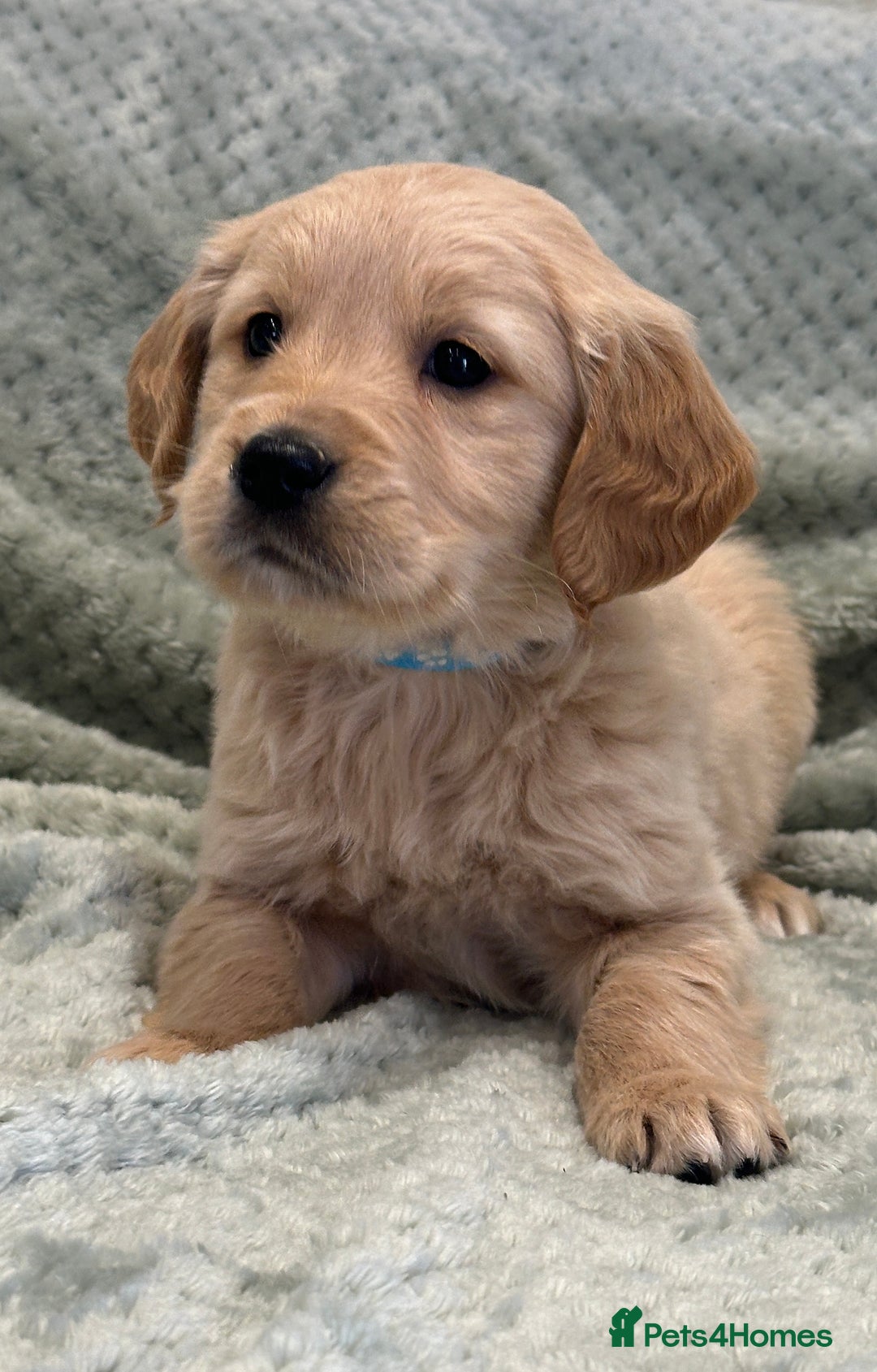 Golden Retriever dogs for sale: Quality litter of KC reg Golden Retriever Puppies  - Advert 32