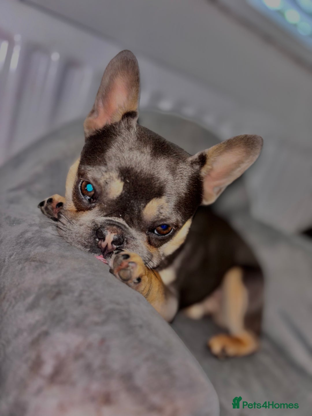 French Bulldog dogs for sale: French Bulldog 1 year old female  - Advert 5