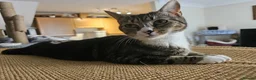 Mixed Breed cats for adoption: Young female tabby rescue cat - Sheiley - Advert 3