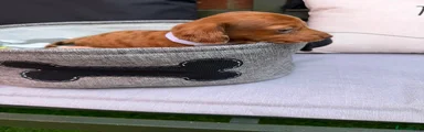Miniature Dachshund 4