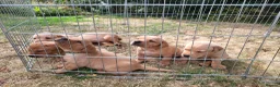 Labrador Retriever dogs for sale: Fox red Labrador puppies - Advert 9