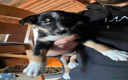 Mixed Breed dogs for sale: Collie x huntaway - Image 11