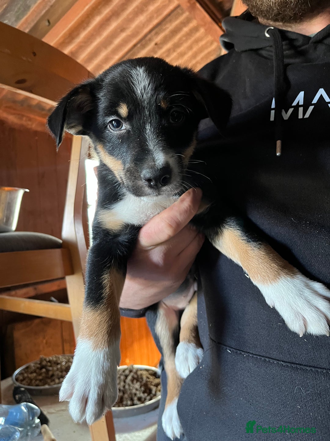 Mixed Breed dogs for sale: Collie x huntaway - Image 11