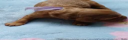 Cavapoo dogs for sale: BEAUTIFUL FIB CAVAPOO BORN 26/6/26 - Advert 21