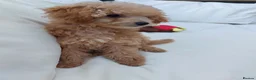 Toy Poodle dogs for sale: Asian Toy Poodle Girl in Bracknell - Advert 3