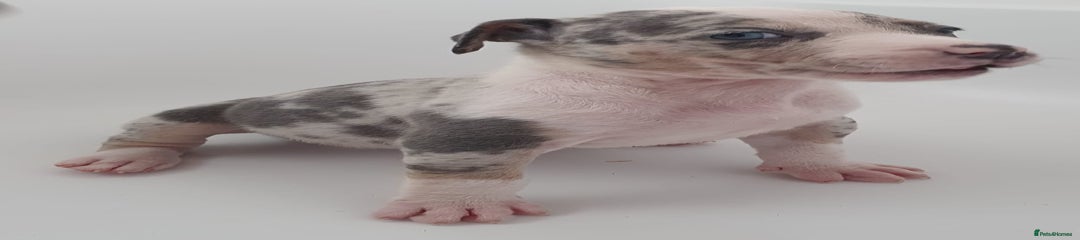 Mixed Breed Puppy 3