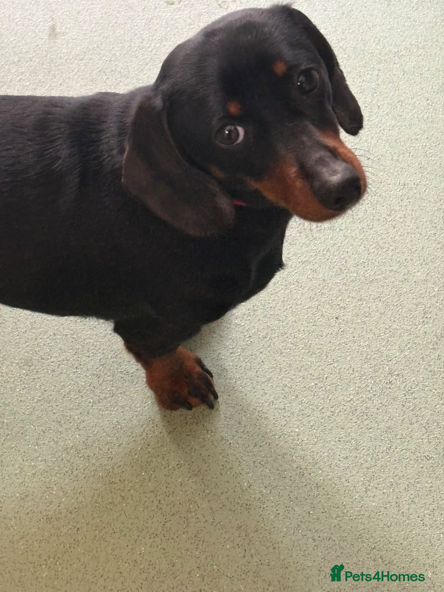Miniature Dachshund dogs Beautiful girl for sale  - Advert 17