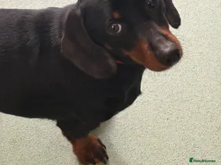 Miniature Dachshund dogs Beautiful girl for sale - Advert 17