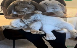 French Lop rabbits for sale: French lop male  - Image 2