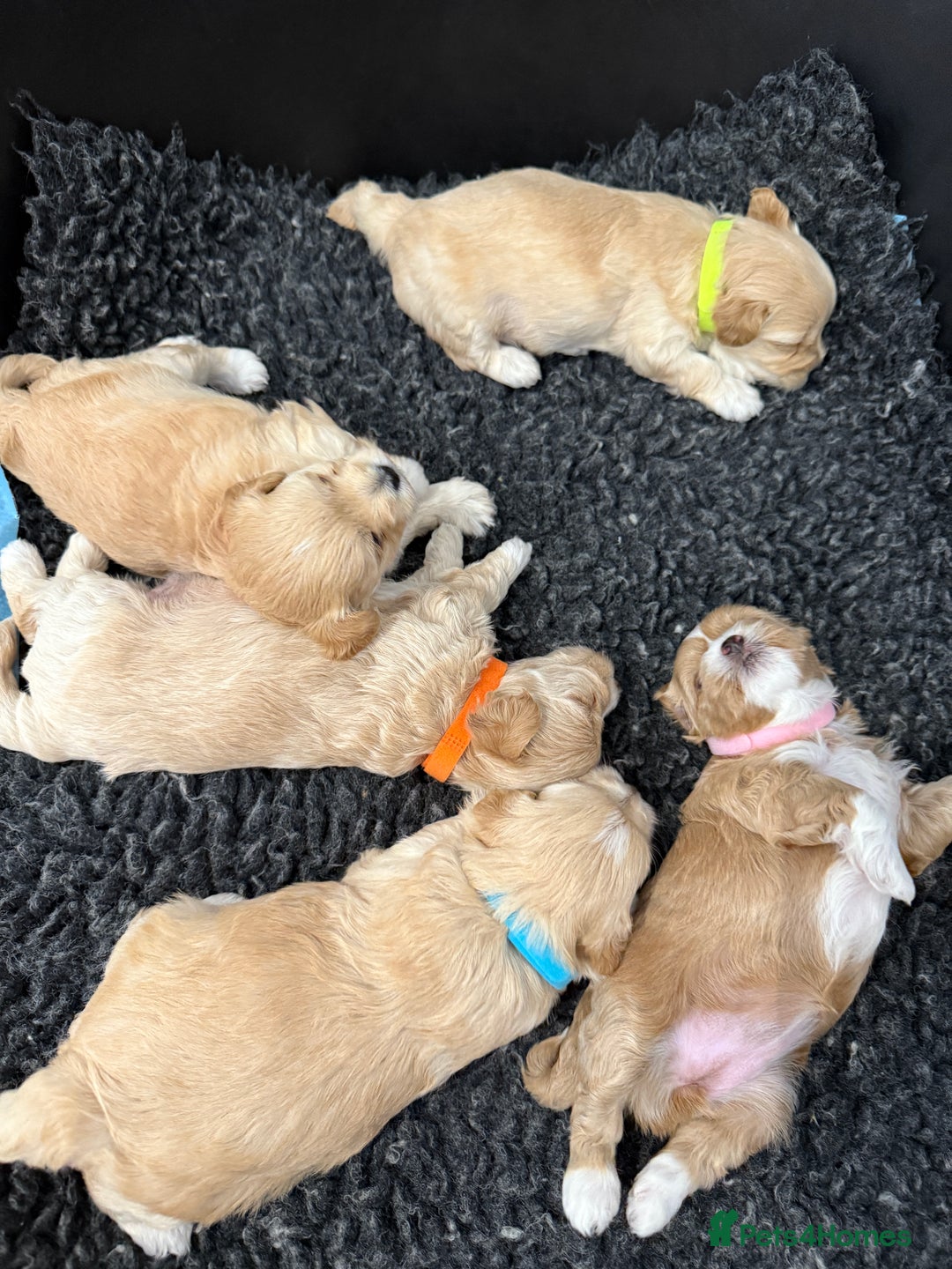 Maltipoo dogs for sale: Beautiful Male Maltipoo F1 Pups - Image 10
