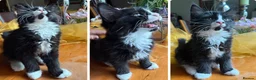 Mixed Breed cats for sale: Maine Coon Mixed Kittens Tabby & Tuxedo Richmond - Advert 29
