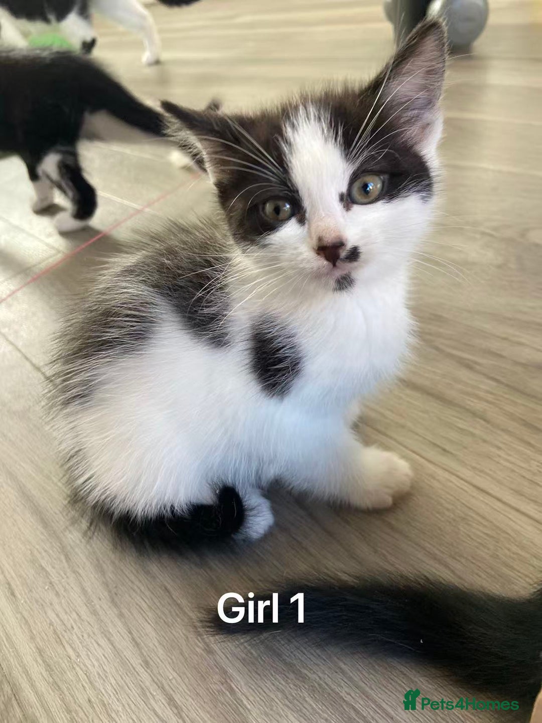 Mixed Breed cats for sale: Cute kittens and mom looking for a good home - Advert 19