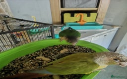 Conures birds for sale: 2 conures 1 silly tame 1semi tame  - Image 5