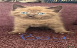 Mixed Breed cats for sale: 4 x Ragdoll mix kitten ready to leave 15/10/25 - Image 1