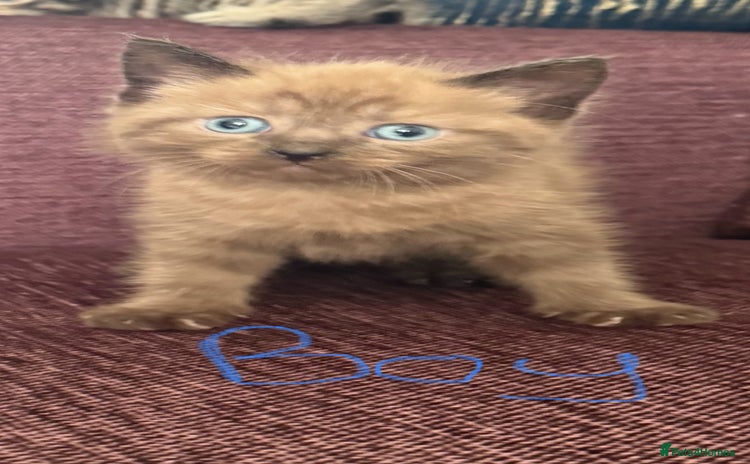 Mixed Breed cats - Advert 1