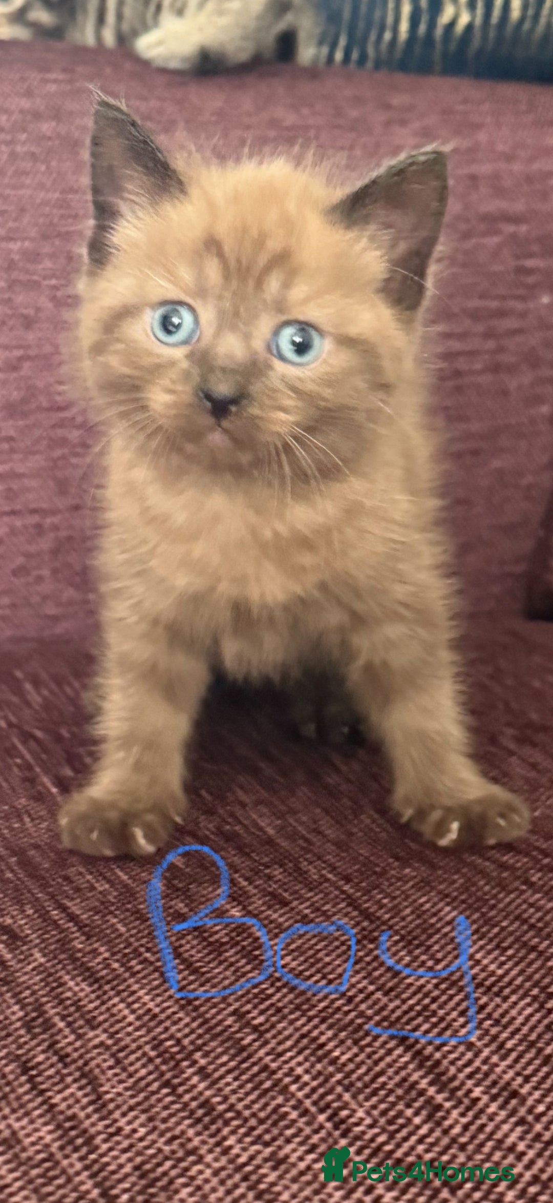 Mixed Breed cats for sale: 4 x Ragdoll mix kitten ready to leave 15/10/25 - Image 1