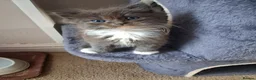 Ragdoll cats for sale: CUTE SOLID RAGDOLL KITTENS  - Advert 9