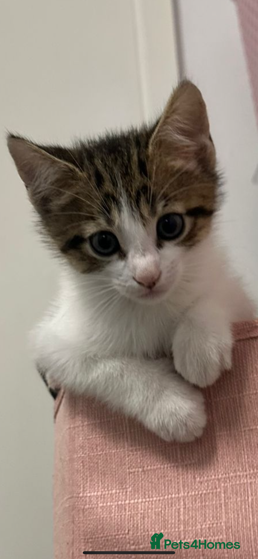 Domestic Shorthair cats for sale: 2 kittens - Image 6