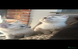 British Shorthair cats for sale: British colourpoint cross Ragdoll kittens - Advert 3