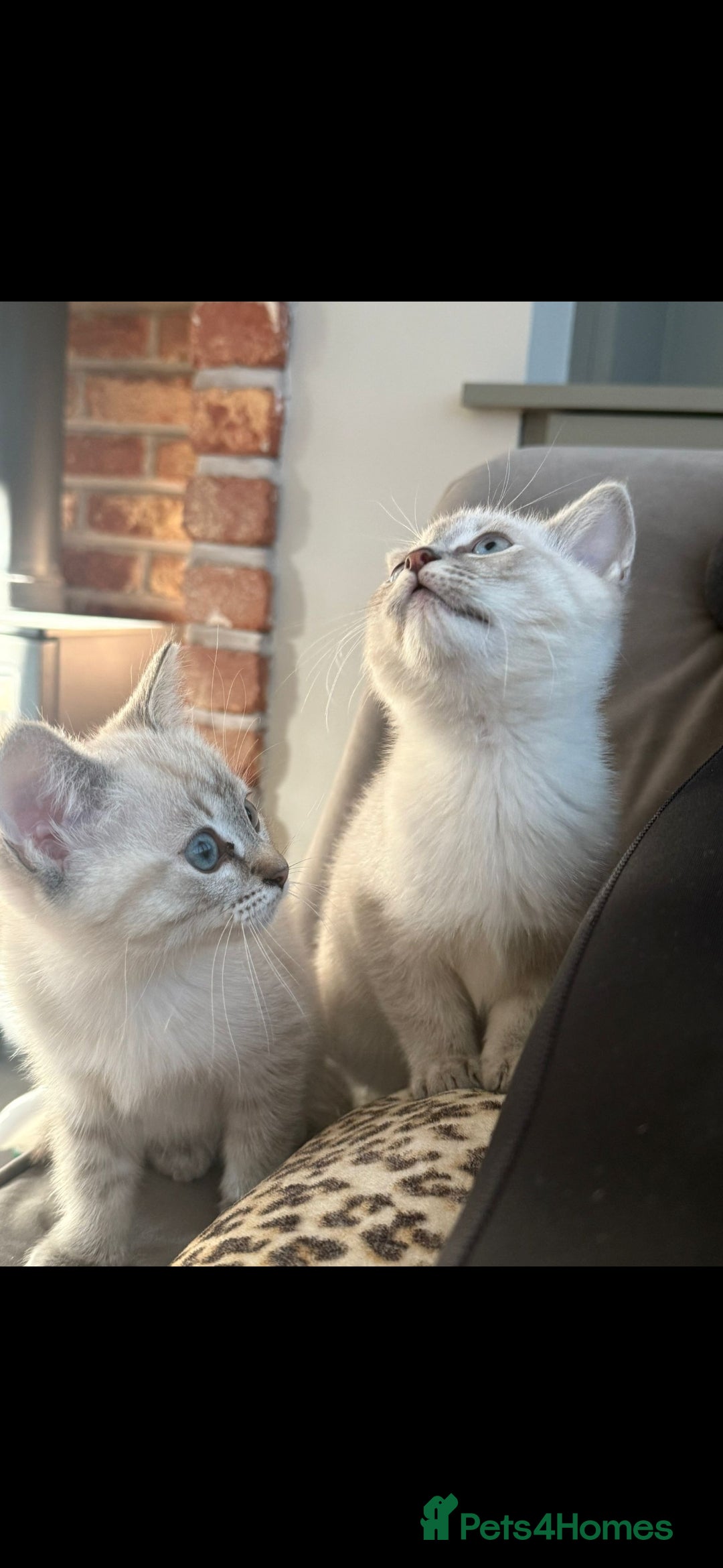 British Shorthair cats for sale: British colourpoint cross Ragdoll kittens - Advert 3