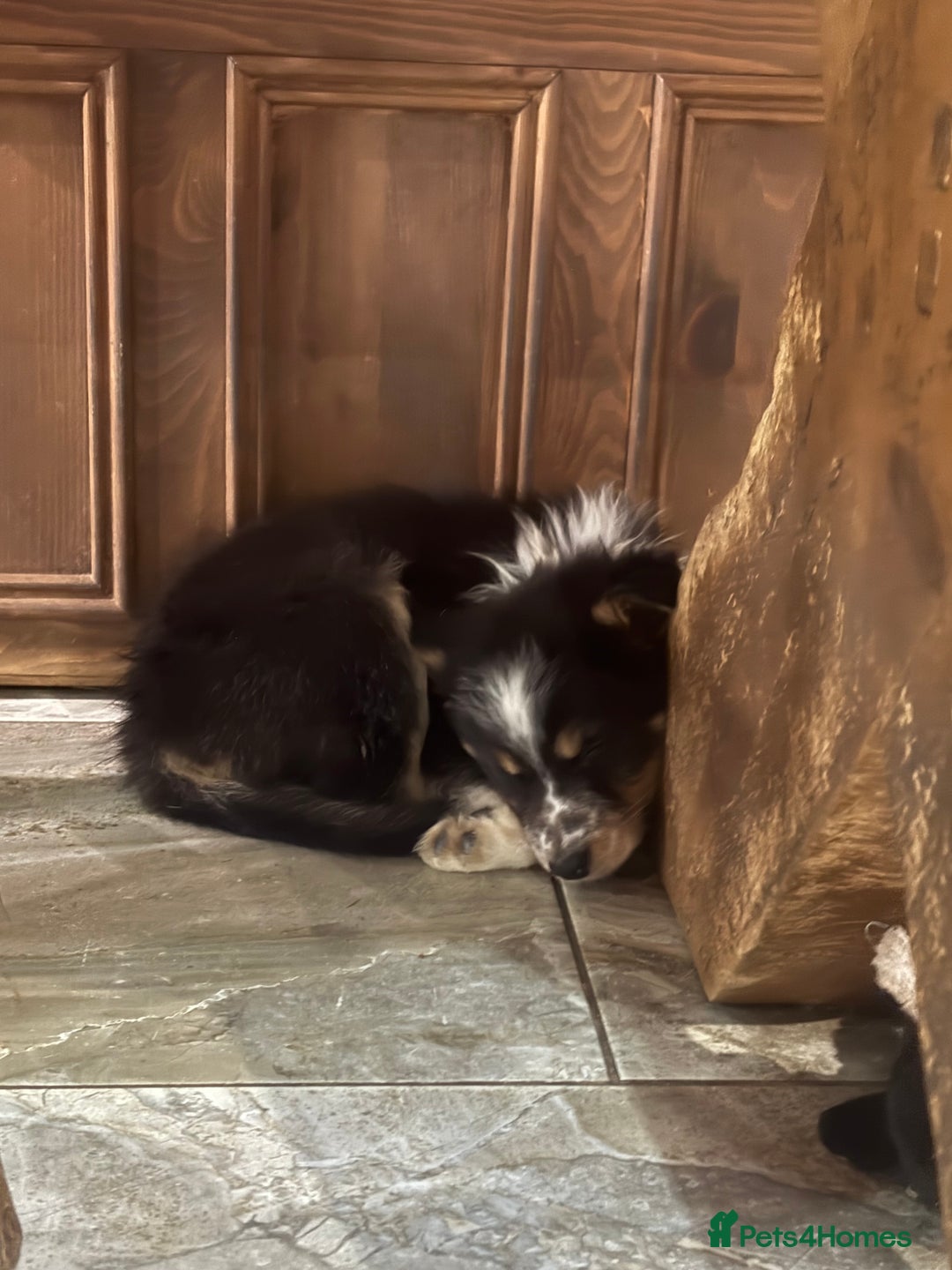 Border Collie dogs for sale: Border collie puppies  - Advert 22