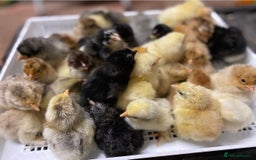Chickens poultry for sale: Hatching eggs, Chicks & Ducklings - Image 22