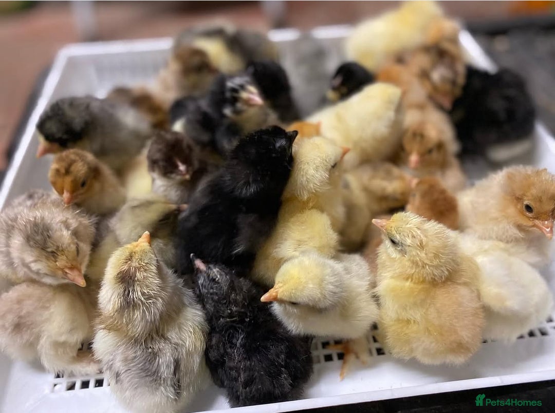 Chickens poultry for sale: Hatching eggs, Chicks & Ducklings - Image 22