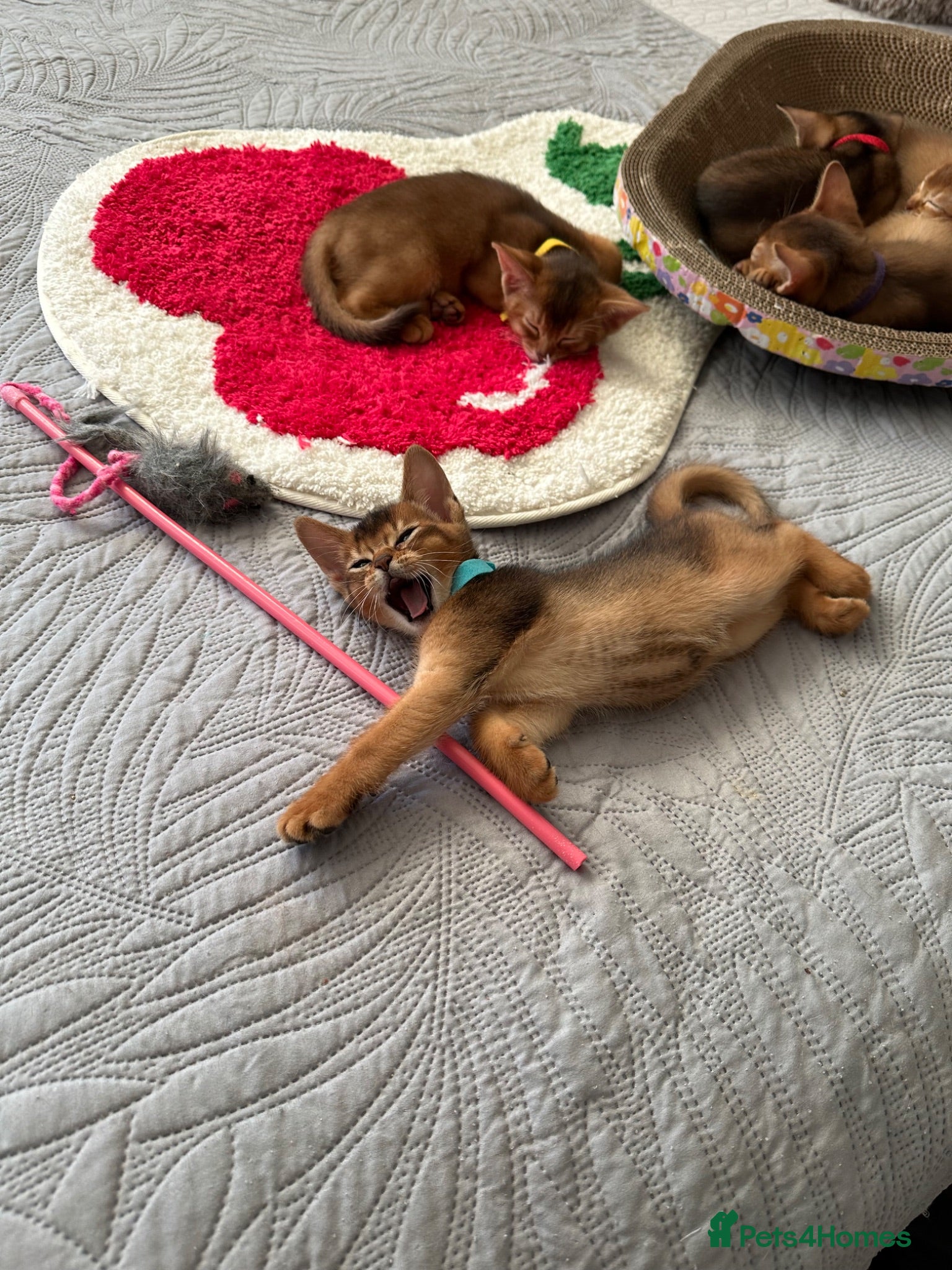 Abyssinian cats Abyssinian kittens  - Advert 2