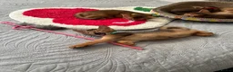 Abyssinian cats for sale: Abyssinian kittens  - Advert 3
