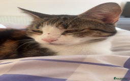 British Shorthair cats for sale: Gorgeous 8yr old female cat for sale - Image 11