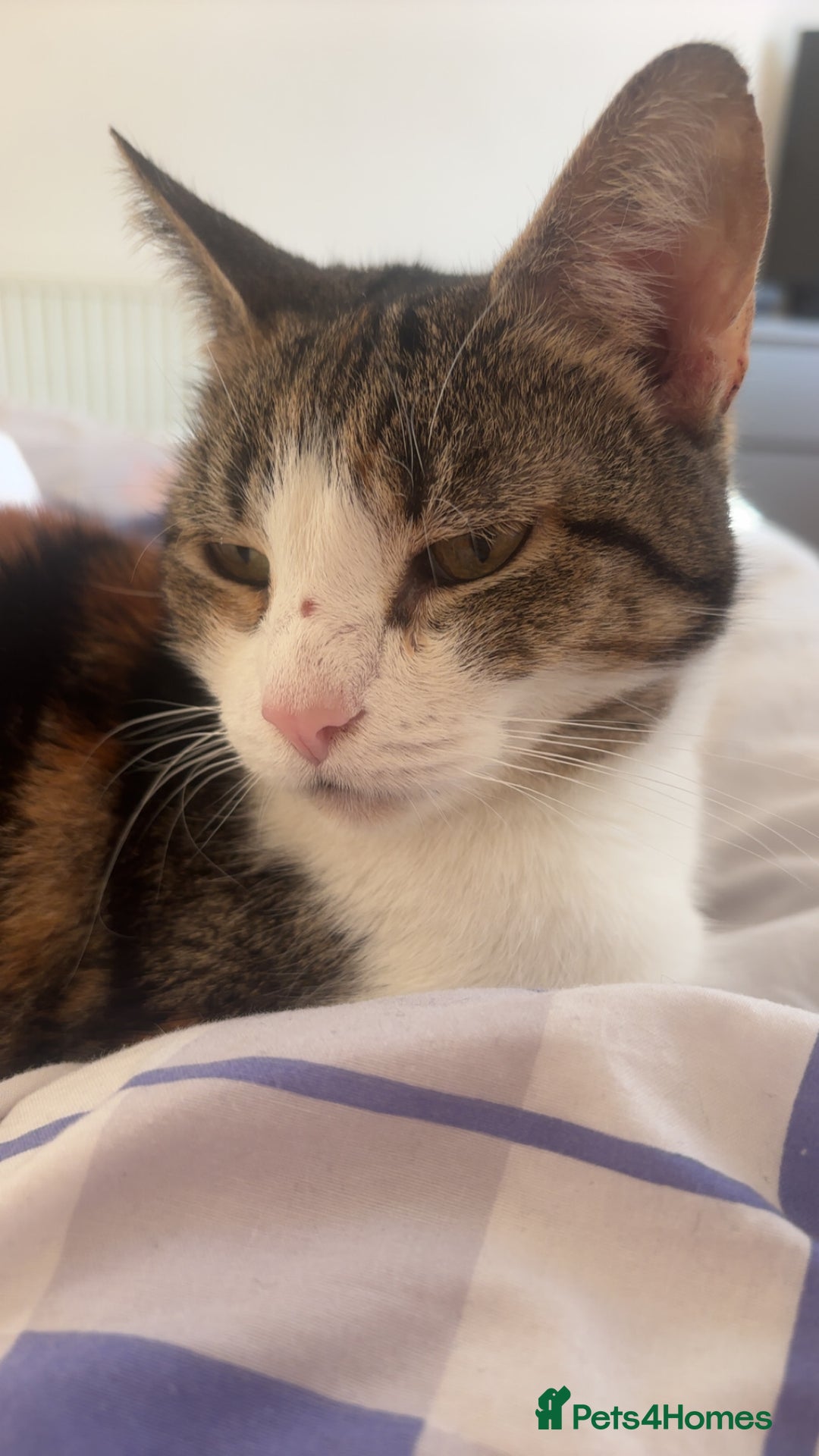 British Shorthair cats for sale: Gorgeous 8yr old female cat for sale - Image 11