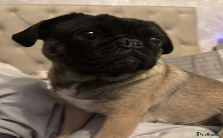 Pug dogs - Advert 3