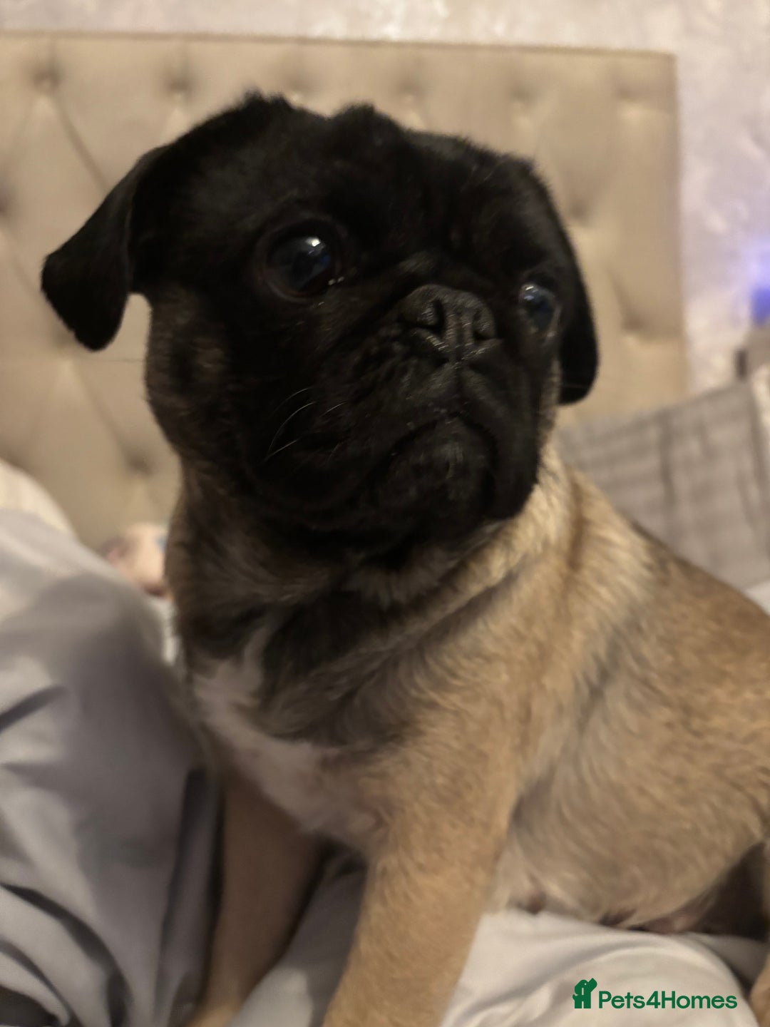 Pug dogs for sale: Female pug 3year old  - Image 1