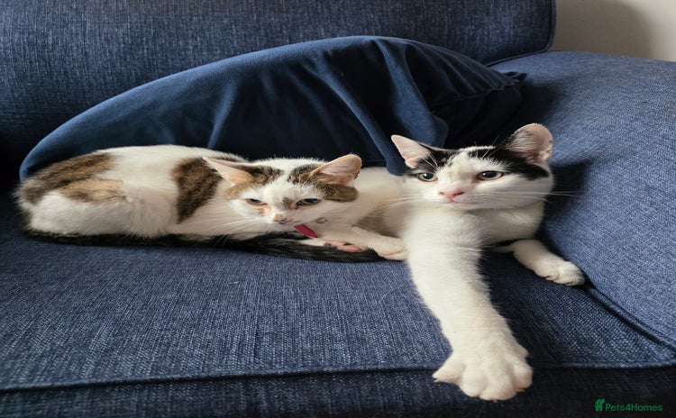 Mixed Breed cats - Advert 2