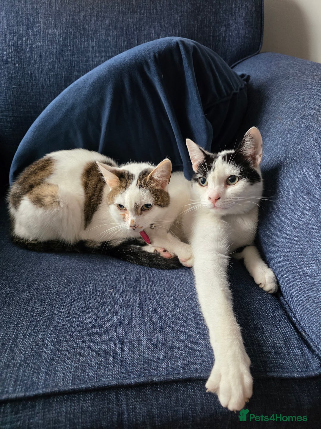 Mixed Breed cats for sale: Two male cats - Image 1