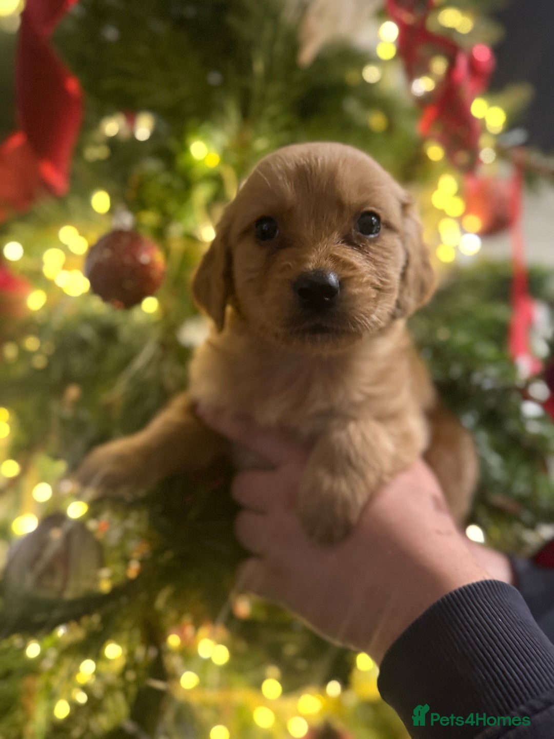 Goldador dogs for sale: Gorgeous Goldador puppies ready to go 22nd  - Advert 1