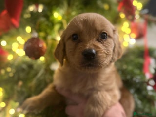 Goldador dogs Gorgeous Goldador puppies ready to go 22nd - Advert 11