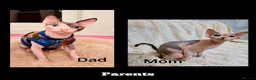 Sphynx cats for sale: Amazing DBE Sphynx kitten GCCF & TICA   - Advert 28