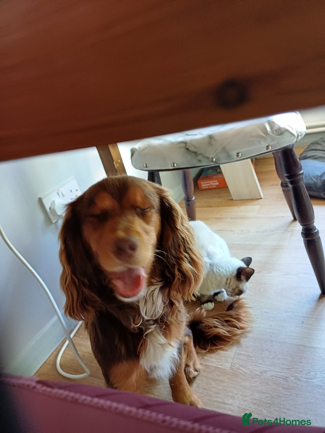 Mixed Breed dogs for sale: Loving springer x cocker 2 years old - Image 6