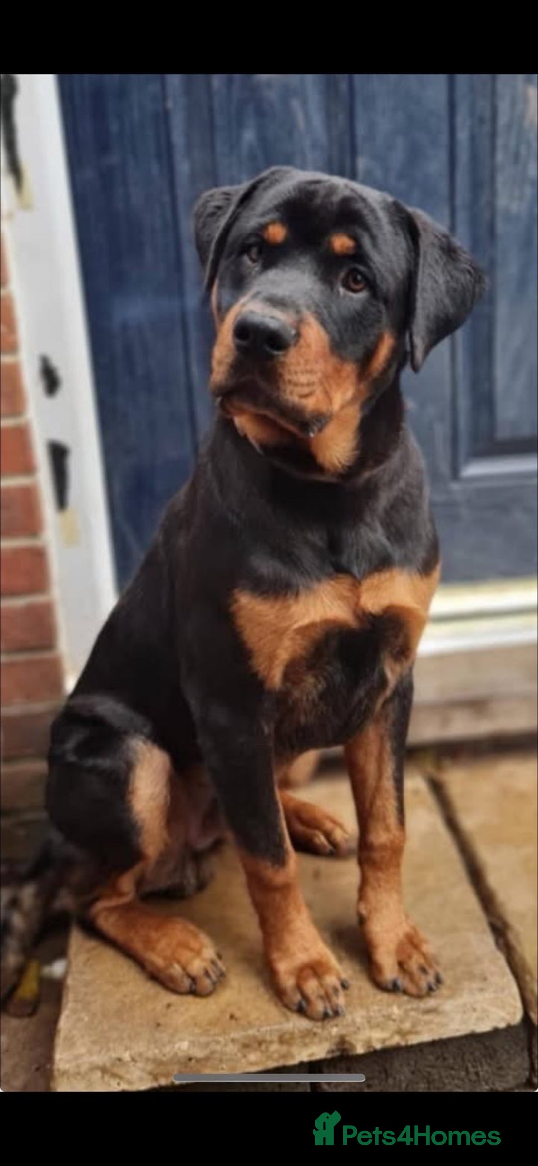 Rottweiler dogs for sale: Chop the Rottweiler  - Advert 1