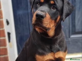 Rottweiler dogs Chop the Rottweiler - Advert 2